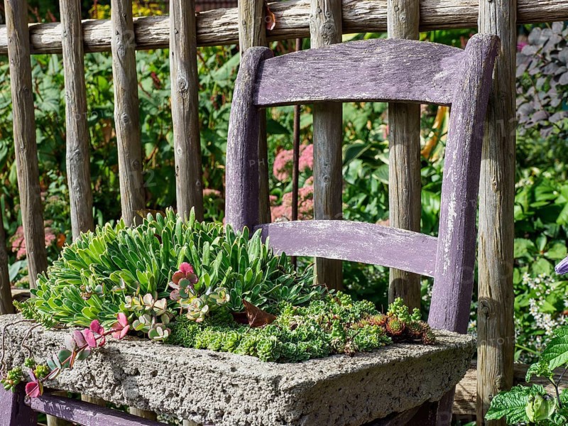 A purple chair in the garden with a stone plant bowl containing various succulents, SChermbeck North Rhine-Westphalia, Germany, Europe