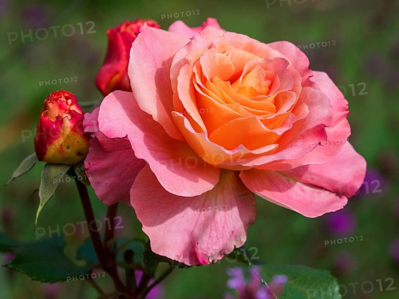 Close-up of a pink rose with orange centre and buds in a green garden, SChermbeck North Rhine-Westphalia, Germany, Europe