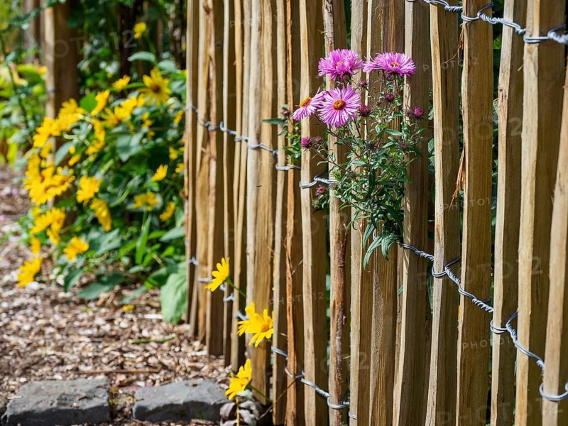 A wooden fence between which yellow and purple flowers bloom brings autumnal naturalness to the garden, SChermbeck North Rhine-Westphalia, Germany, Europe