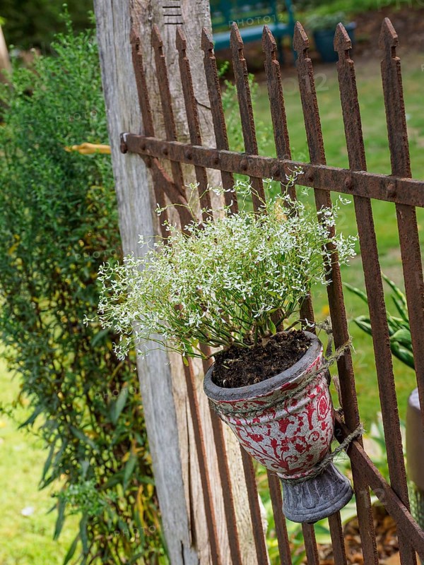 A flower pot in bloom hanging from an iron fence in the garden, SChermbeck North Rhine-Westphalia, Germany, Europe