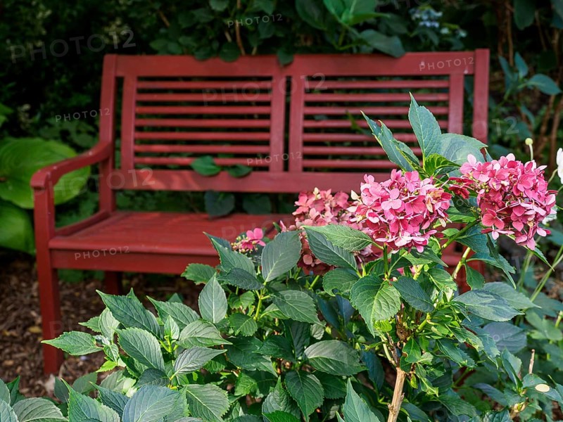 Red garden bench in front of flowering plants and green garden background, SChermbeck North Rhine-Westphalia, Germany, Europe