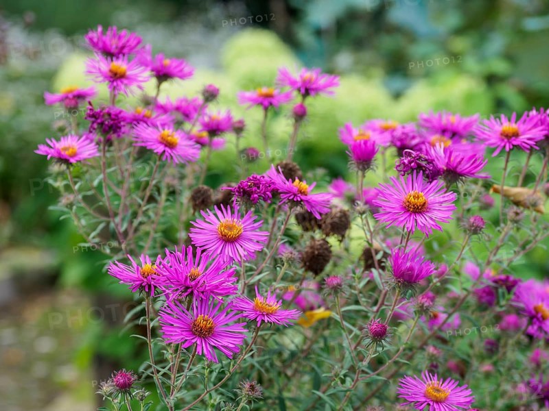 Close-up of pink flowers in blooming garden, SChermbeck North Rhine-Westphalia, Germany, Europe