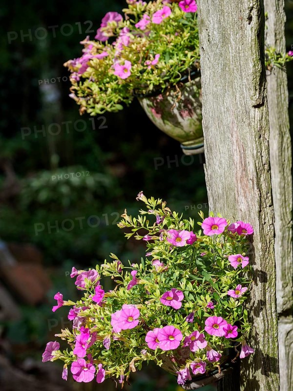 Pink flowers in flower pots hanging from a wooden fence in the garden, SChermbeck North Rhine-Westphalia, Germany, Europe