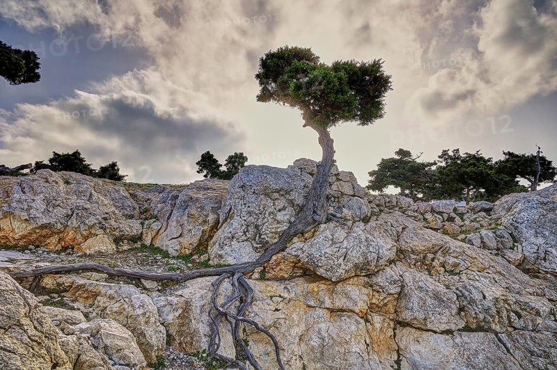 HDR, A wind shaped tree with visible roots growing out of the rocks, under a blue sky, Kastro Monolithou, Monolithos Castle, Monolithos Rock Castle, Monolithos Village, Rhodes, Dodecanese, Greek Islands, Greece, Europe