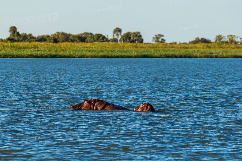 Two submerged hippos in a lake