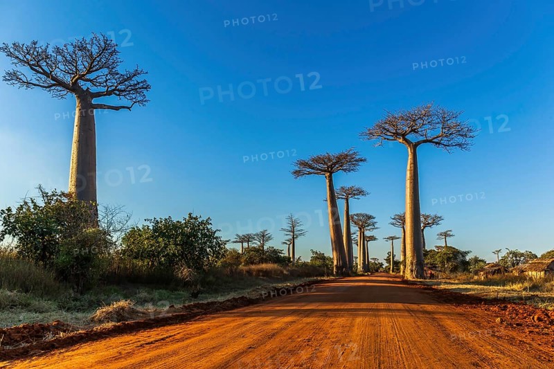 Baobab trees at the avenue of the baobabs in Madagascar