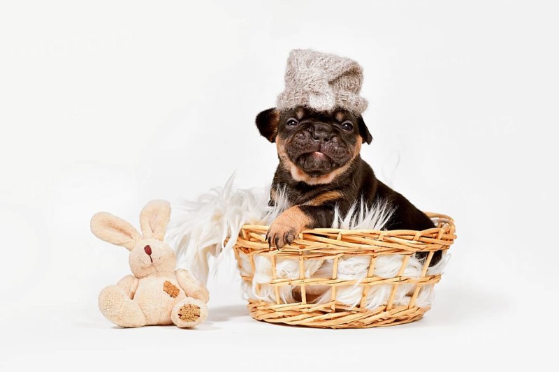 Funny tan French Bulldog dog puppy with night cap and toy plush bunny in basket