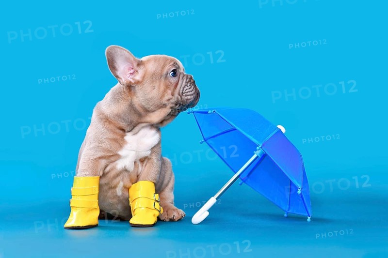 French Bulldog dog puppy wearing yellow rain rubber boots sitting next to umbrella on blue background