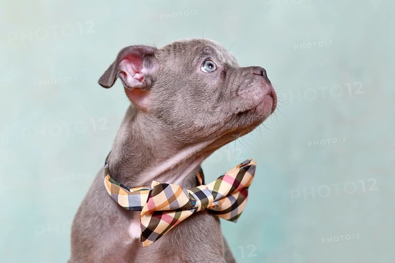 Portrait of Chondrodysplasia free French Bulldog dog puppy in front of studio background
