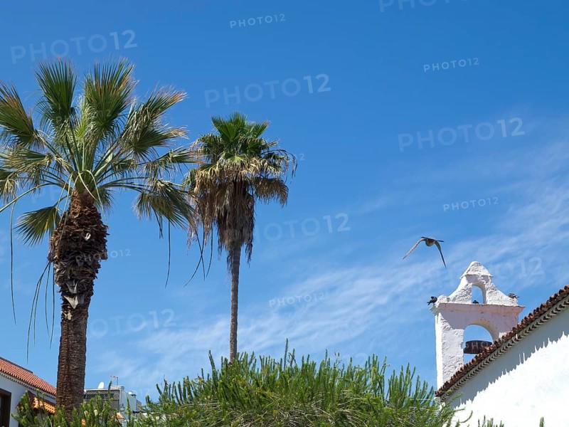 Two tall palm trees and a building in the background with a bird in flight, Puerto de la cruz, tenerife, spain