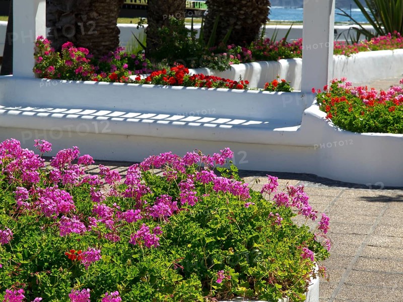 Blooming pink flowers in a bed by a white pavilion along a paved footpath, Puerto de la cruz, tenerife, spain