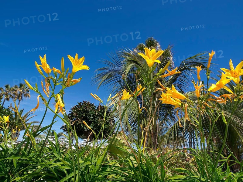 Yellow flowers against a deep blue sky and palm trees in the background in a sunny natural setting, Puerto de la cruz, tenerife, spain