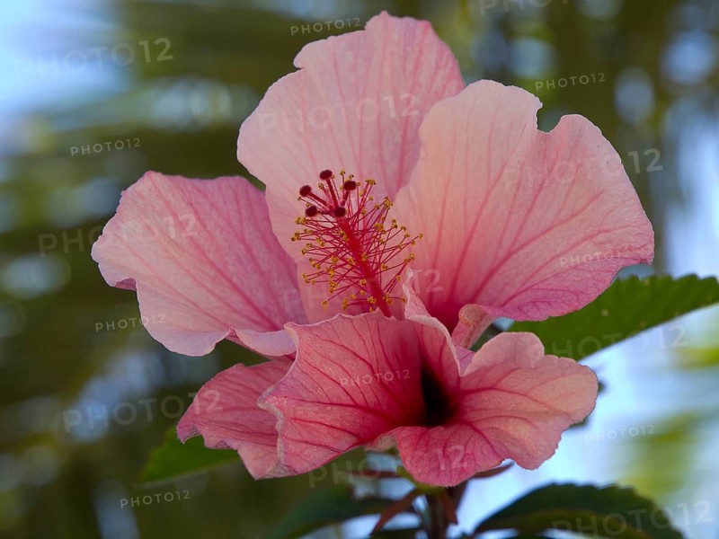 Close-up of a pink hibiscus flower with clearly visible stamens in the sunlight, Puerto de la cruz, tenerife, spain
