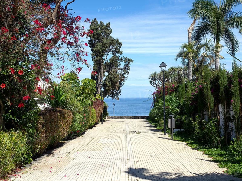 A paved path surrounded by flowers and palm trees, overlooking the sea on a sunny day, Puerto de la cruz, tenerife, spain