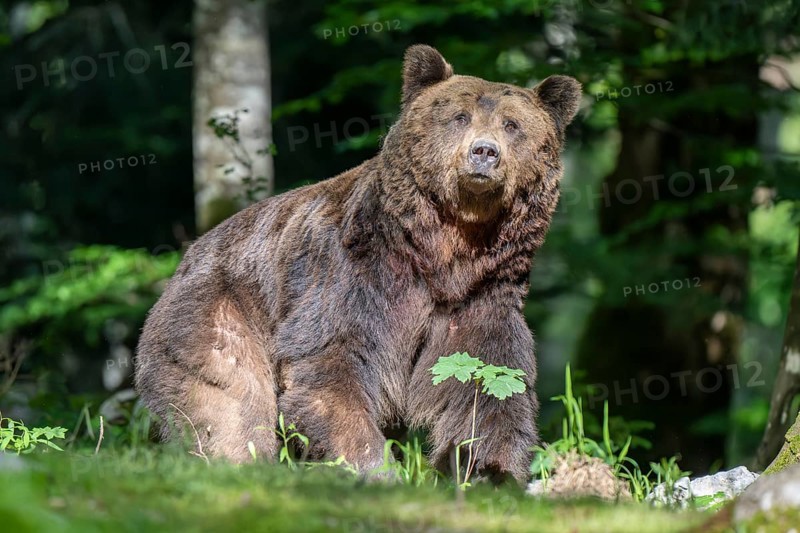 European brown bear (Ursus arctos arctos) in the forest, adult male, Notranjska region, Slovenia, Europe