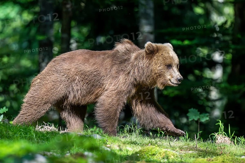 European brown bear (Ursus arctos arctos) in the forest, Notranjska region, Slovenia, Europe