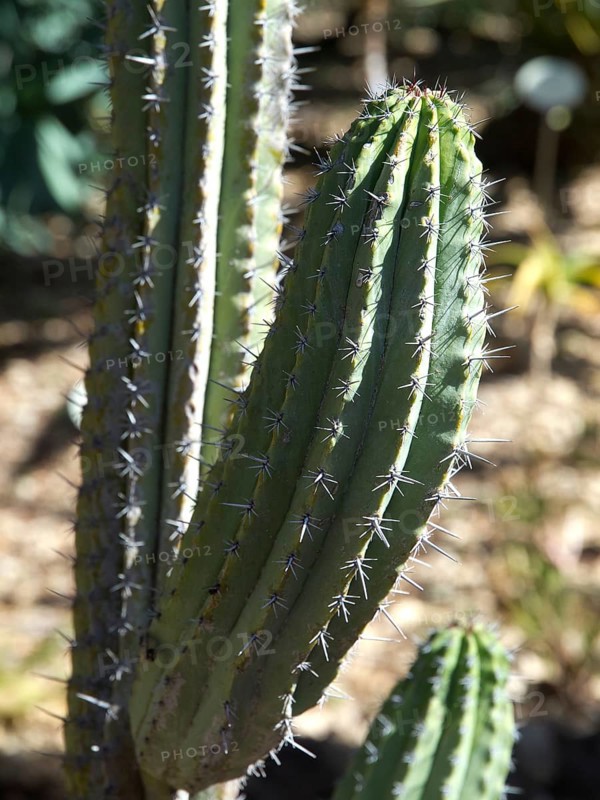 Vertically erect green cactus with pointed spines under sunlight, Puerto de la cruz, tenerife, spain
