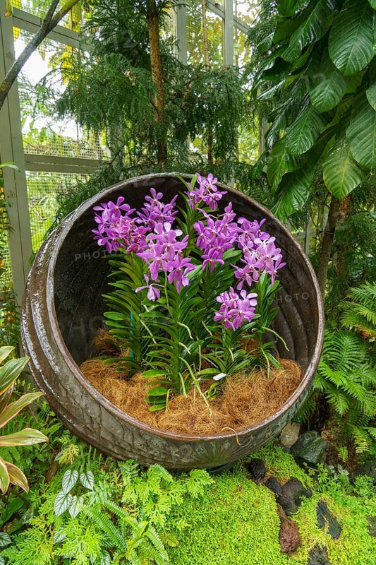 A decorative flower pot with purple orchids surrounded by tropical plants in a green garden, Singapore, Singapore, Asia
