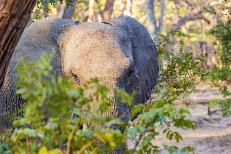 Elephant walking through Hwange National Park