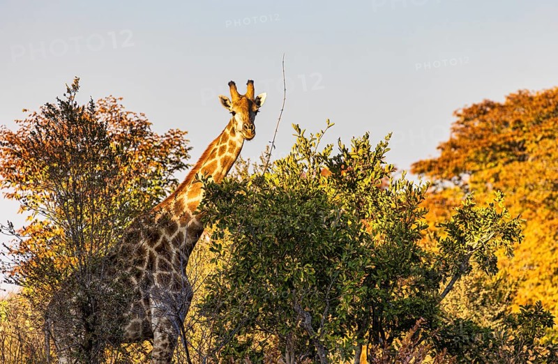 Giraffe in the wild at Hwange National Park