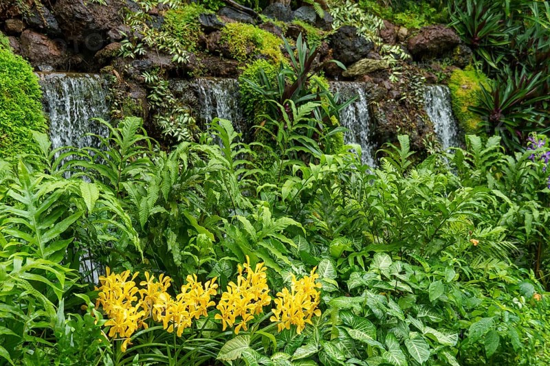 Yellow flowers in front of green foliage with waterfall in the background, Singapore, Singapore, Asia