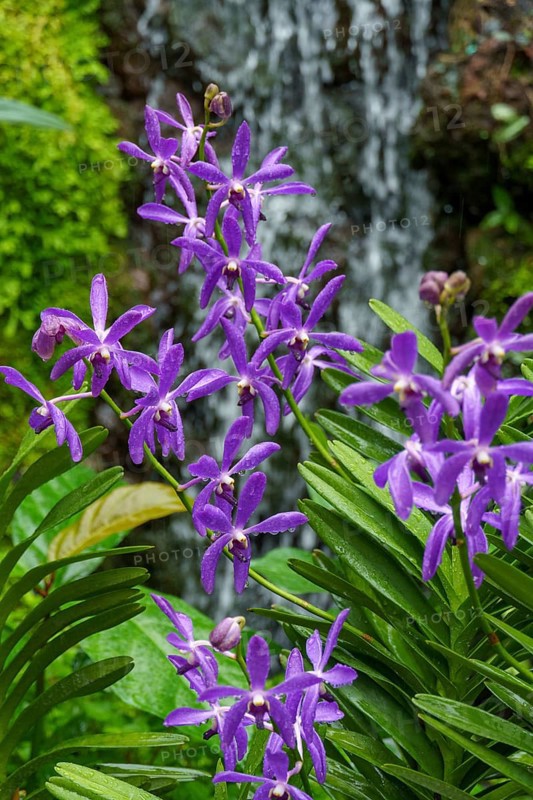 Purple flowers in front of a waterfall surrounded by green leaves in a tropical garden, Singapore, Singapore, Asia