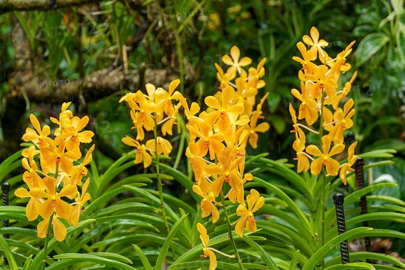 Bright yellow orchid flowers in a tropical garden surrounded by dense green foliage, Singapore, Singapore, Asia