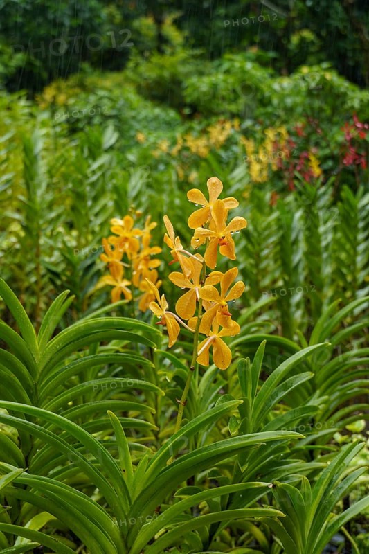 Yellow orchid flowers emerging from dense green vegetation in a tropical setting, Singapore, Singapore, Asia