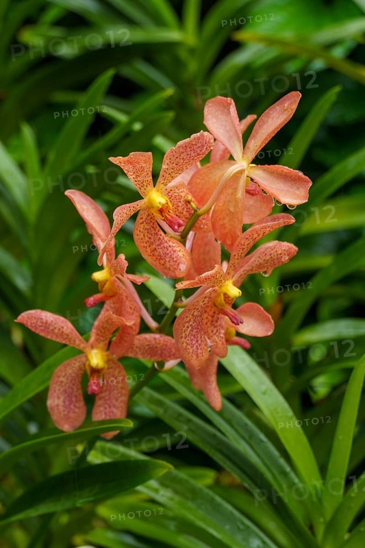 Orange-coloured orchid flowers with green leaves in the background in a tropical setting, Singapore, Singapore, Asia
