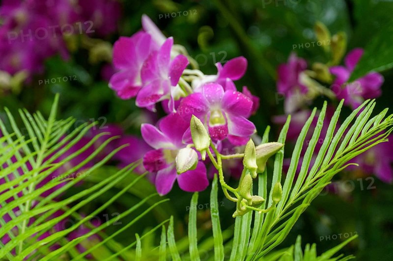 Close-up of pink orchid flowers with green leaves in a tropical environment, Singapore, Singapore, Asia
