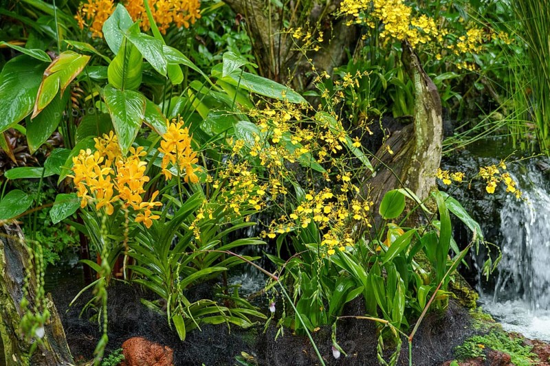 Yellow flowers and dense plant growth next to a waterfall in a tropical garden, Singapore, Singapore, Asia