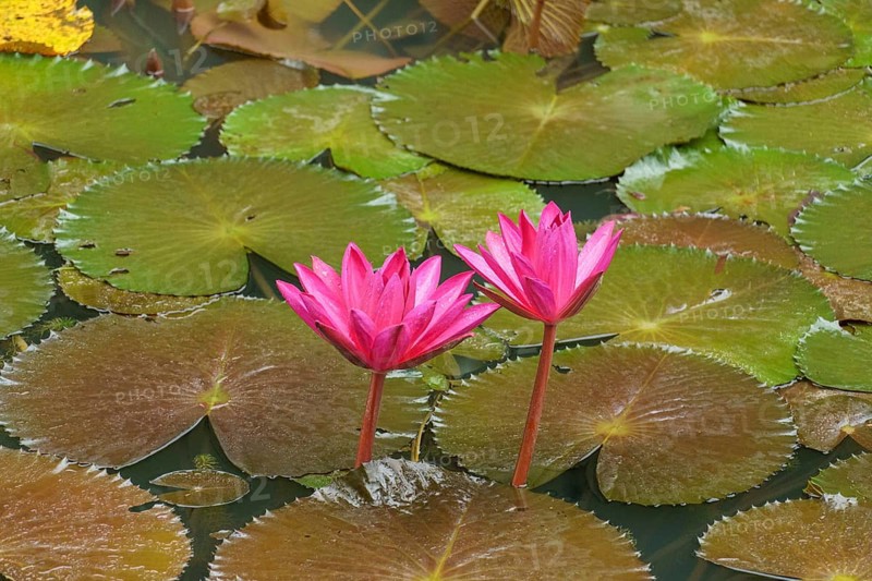 Two pink water lily flowers blooming over large green leaves in the water of a pond, Singapore, Singapore, Asia