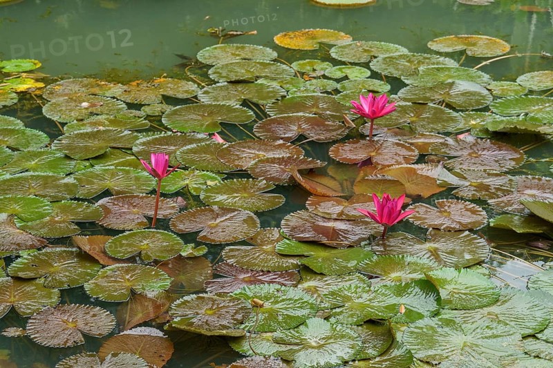 Three pink water lily flowers on a pond with many green leaves on the water surface, Singapore, Singapore, Asia