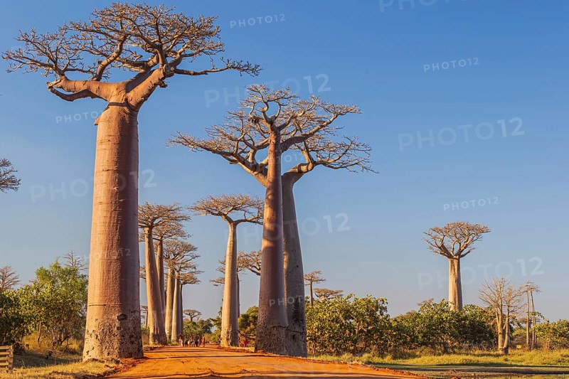 The Avenue of the Baobabs in the afternoon light