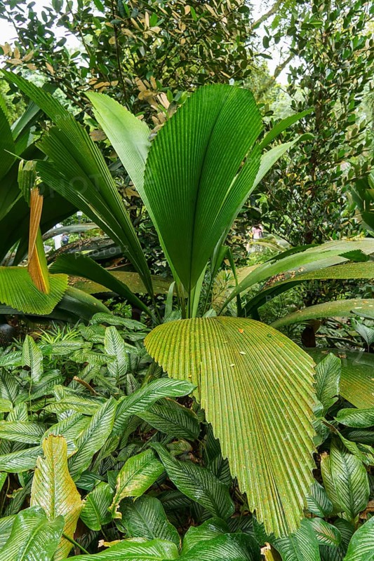 Tropical plants with large, green leaves in a lush and jungle-like environment, Singapore, Singapore, Asia