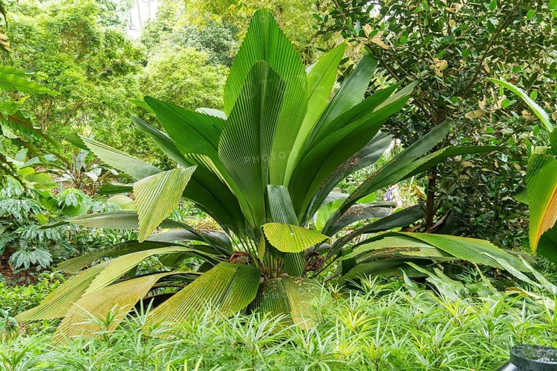 Lush green tropical plants growing close together, Singapore, Singapore, Asia