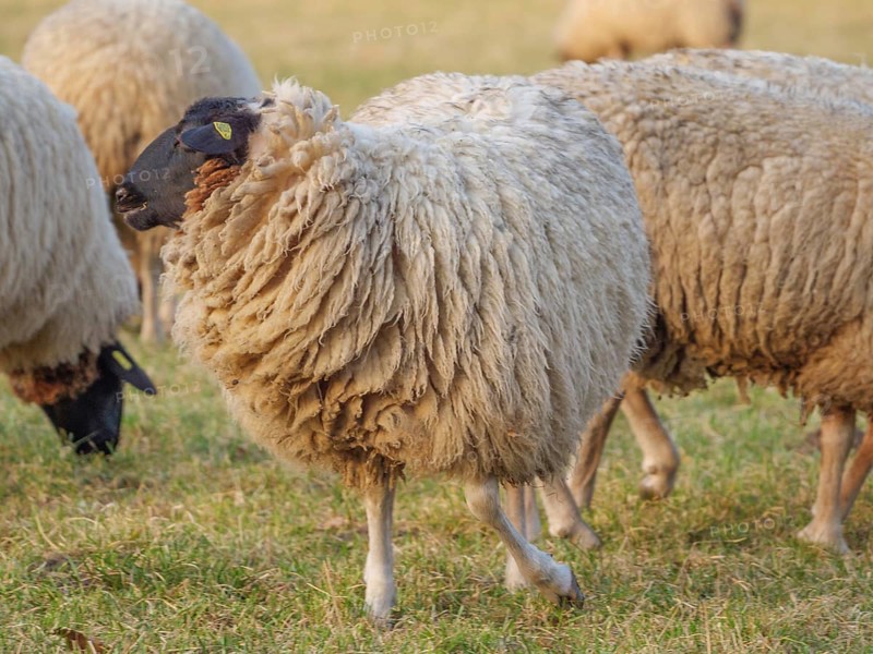 Several sheep with thick wool standing and grazing on a green meadow, weseke, münsterland, germany