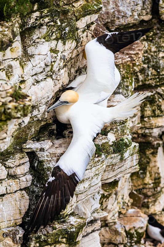 Northern Gannet, Morus bassanus, pair of birds on the cliff, Bempton Cliffs, North Yorkshire, England, United Kingdom, Europe