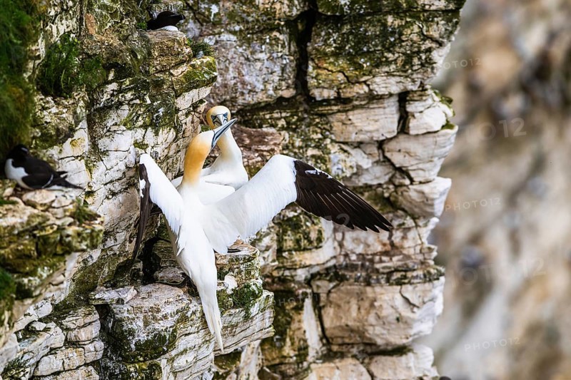 Northern Gannet, Morus bassanus, pair of birds on the cliff, Bempton Cliffs, North Yorkshire, England, United Kingdom, Europe