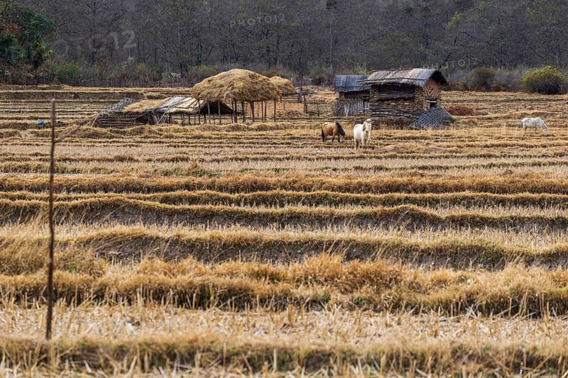Black-necked cranes in Phobjikha valley during winter season