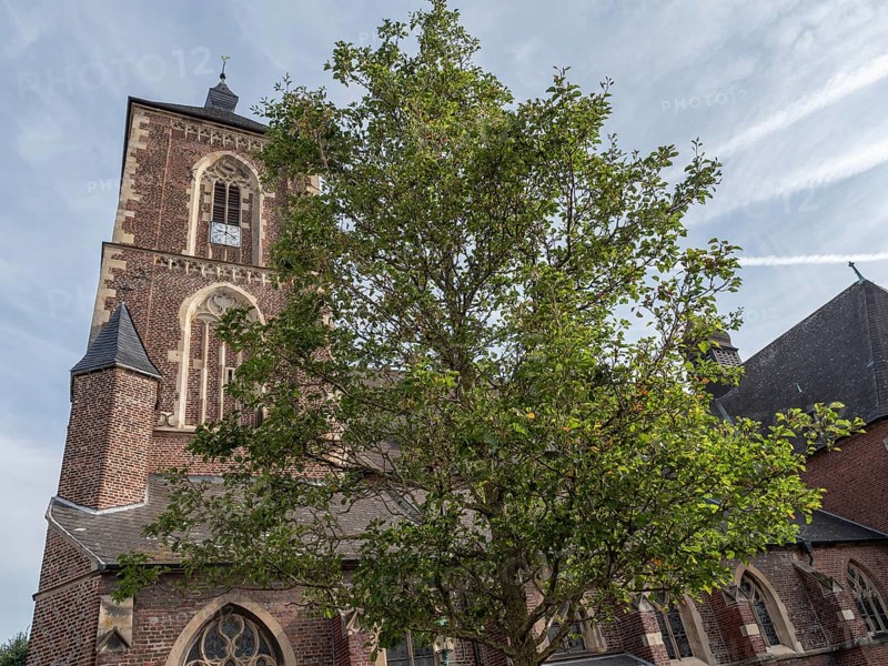 Old red brick church with high steeple, partly covered by a green tree, under a blue sky, ramsdorf, münsterland, Germany, Europe