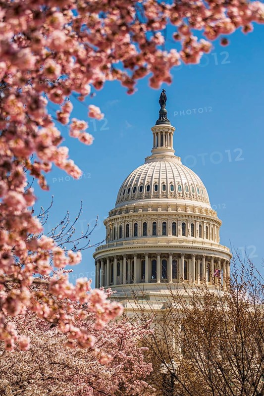 US Capitol hill in cherry bloom