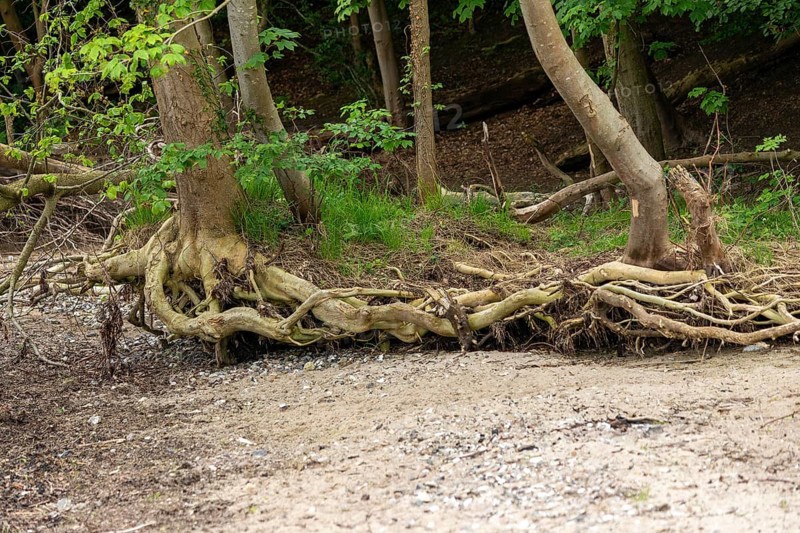 Uprooted trees, beach, Ellenberg, Kappeln, Schlei, Schleswig-Holstein, Germany, Europe