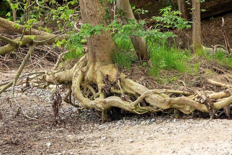 Uprooted tree, beach, Ellenberg, Kappeln, Schlei, Schleswig-Holstein, Germany, Europe