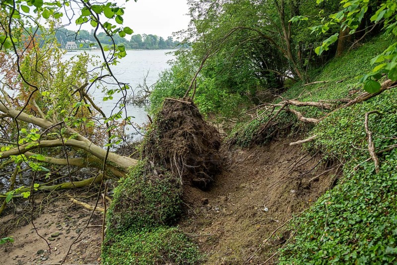 Fallen tree, edge of demolition, Ellenberg, Kappeln, Schlei, Schleswig-Holstein, Germany, Europe