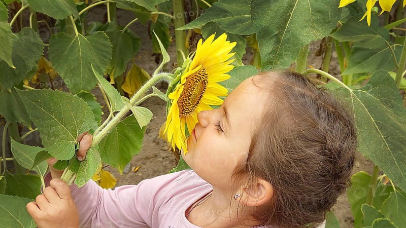 A young girl smelling a sunflower (Helianthus) surrounded by large green leaves in a vibrant outdoor setting