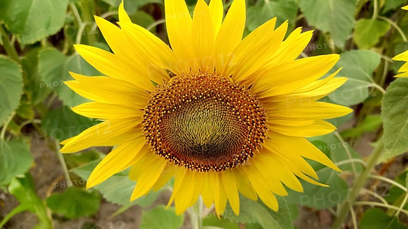 Close-up of a vibrant yellow sunflower (Helianthus) with green leaves in the background