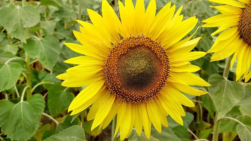 Close-up of a bright yellow sunflower (Helianthus) with green leaves in the background