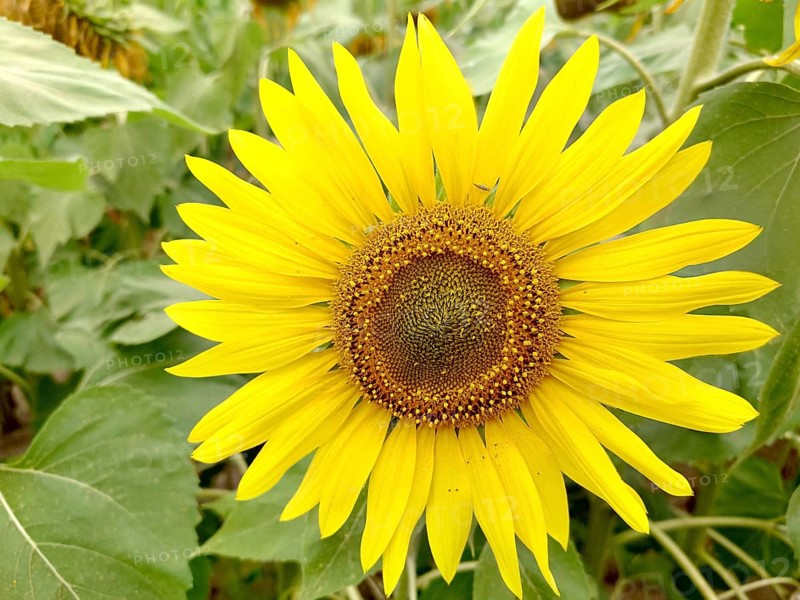 Yellow sunflower (Helianthus) in full bloom surrounded by green leaves, capturing the essence of summer