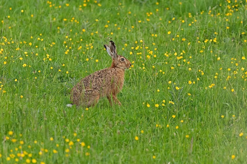 Hare sitting in a meadow, Geltinger Birk, Geltinger Bucht, Nieby, Schleswig-Holstein, Germany, Europe